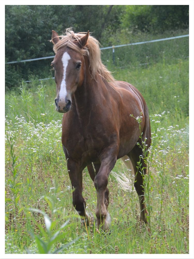 High Flyer - Welsh Cob, Section D