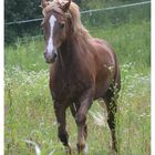 High Flyer - Welsh Cob, Section D