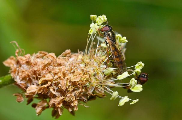 "HIGH HEELS DER INSEKTENWELT:
