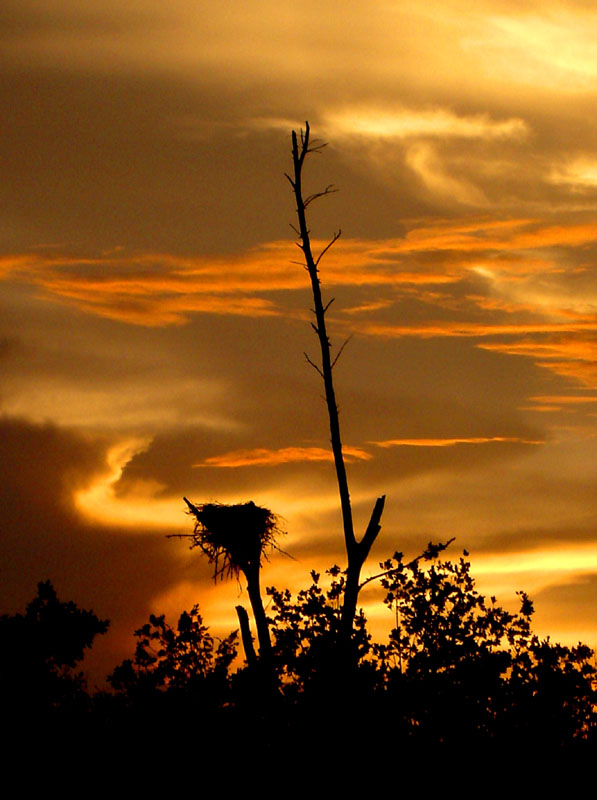 High in the Evening Sky!