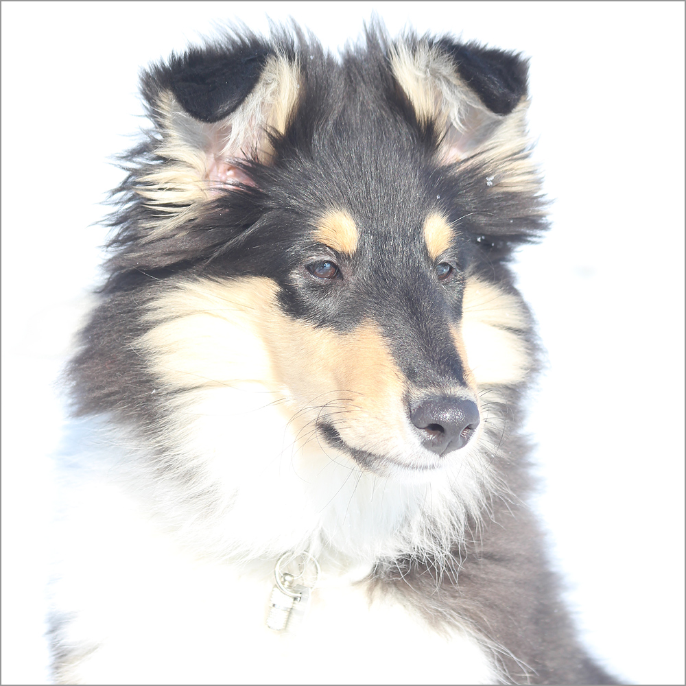 High Key Collie I