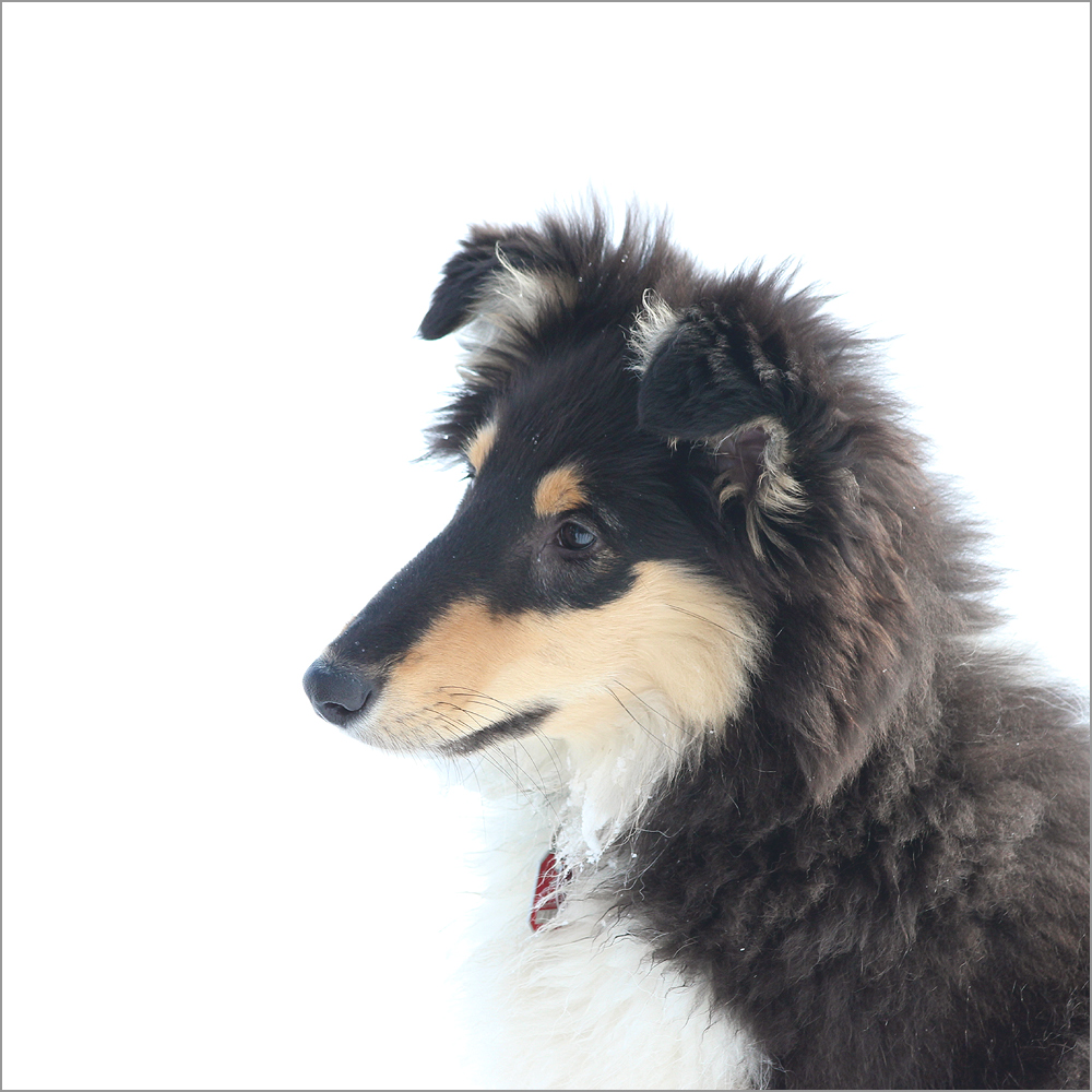 High Key Collie II