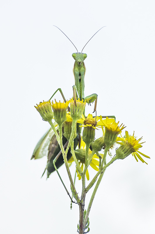 high-key-mantis