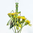 high-key-mantis