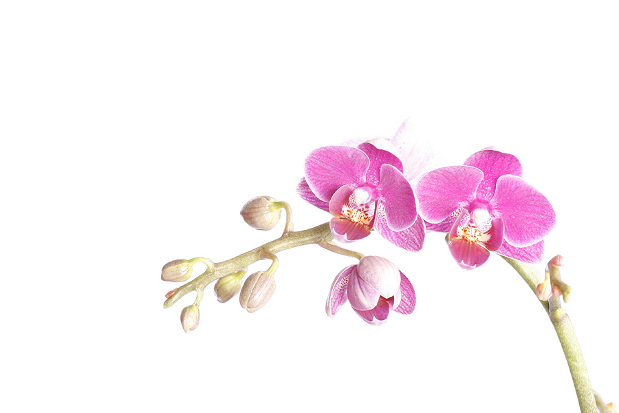 High Key Orchidee