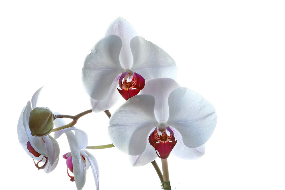 High Key, Phalaenopsis