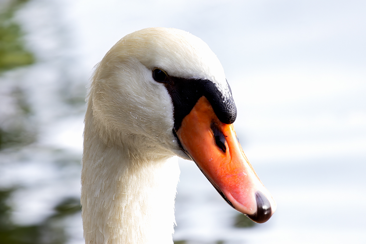 High-Key-Swan