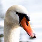 High-Key-Swan