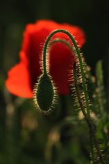 High Mohn, die Dritte