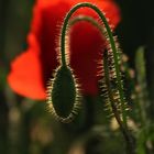 High Mohn, die Dritte