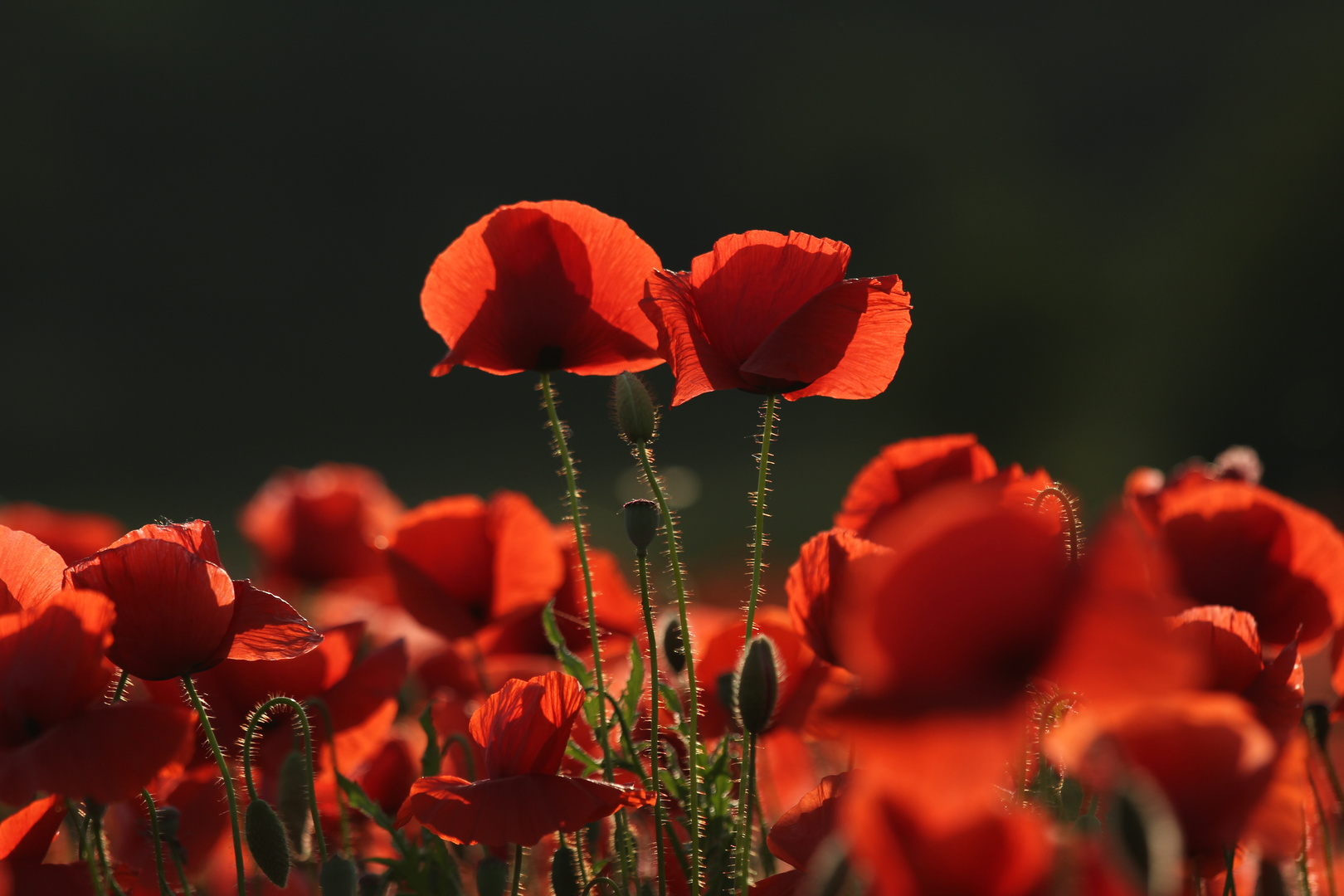 High Mohn, die Erste