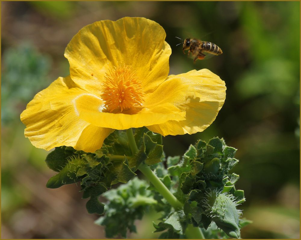 High Mohn, die Vierte