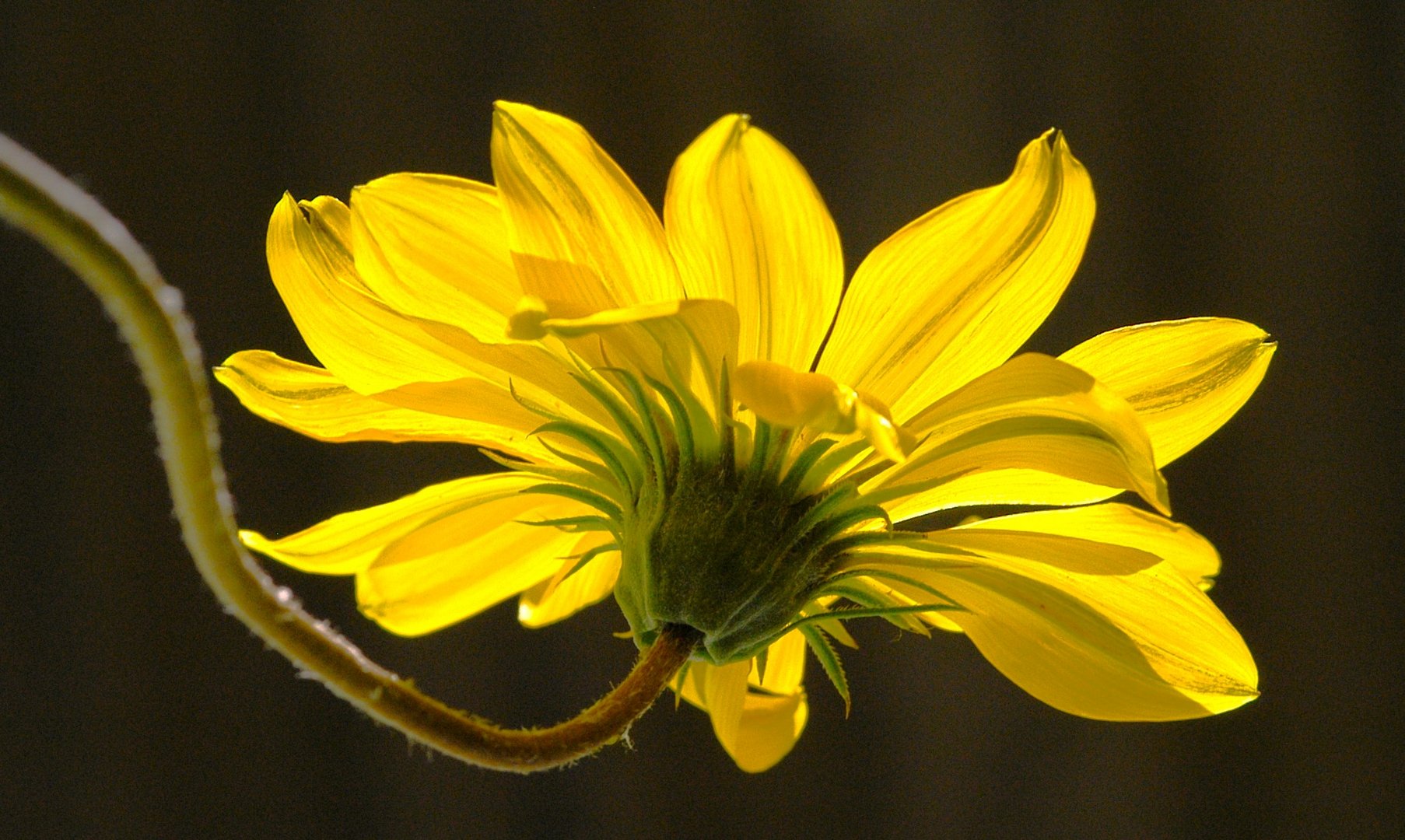 High Noon - 12 Uhr mittags mit der Mittagsblume