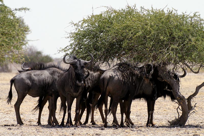 High Noon in der Kalahari