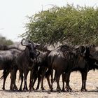 High Noon in der Kalahari