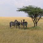 High Noon in der Serengeti