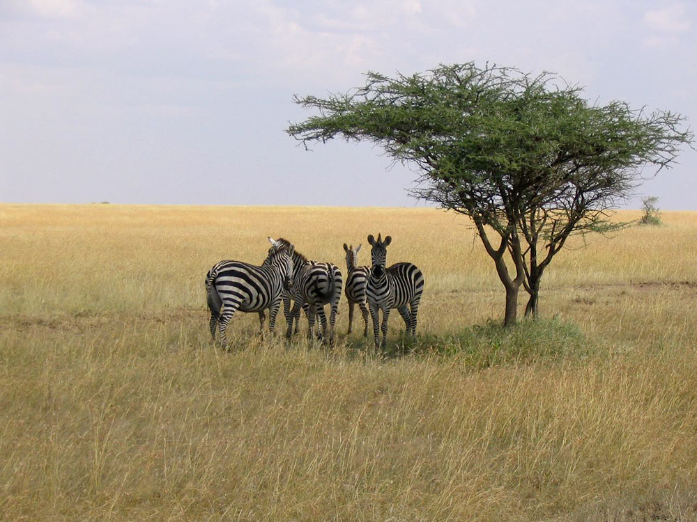 High Noon in der Serengeti