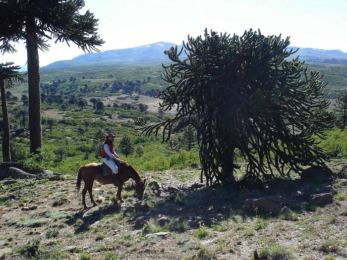 High Noon in Neuquen....