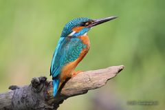 High Quality Kingfisher