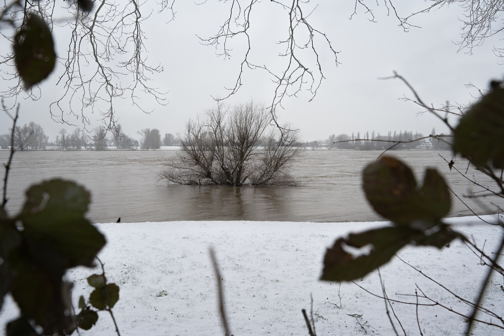 HIGH RHEIN