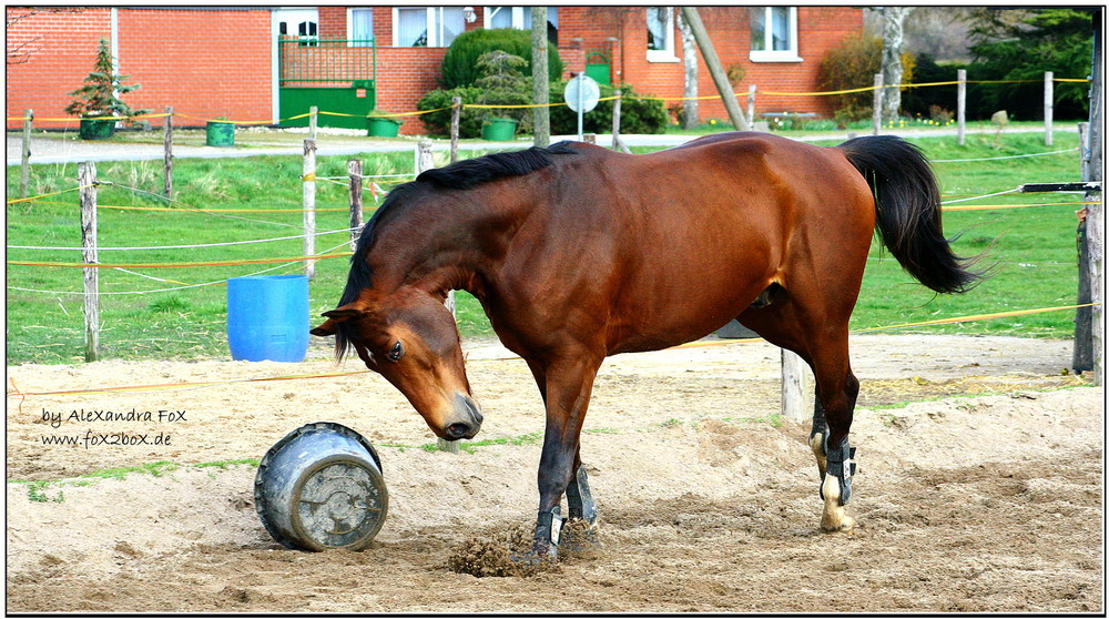 High speed apport: " Huch! Da iser ja schon! "