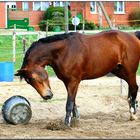 High speed apport: " Huch! Da iser ja schon! "