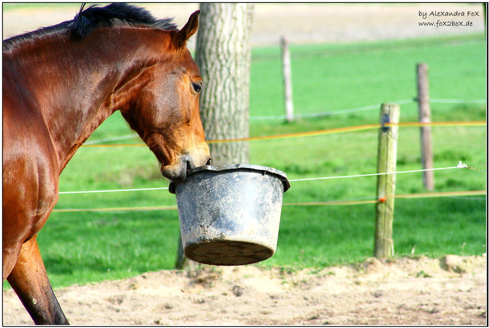 High-speed apport: ... und mitnehmen! :o))