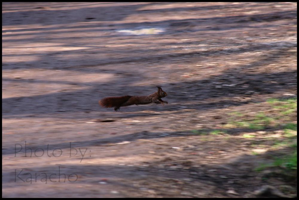 High Speed Eichhörnchen