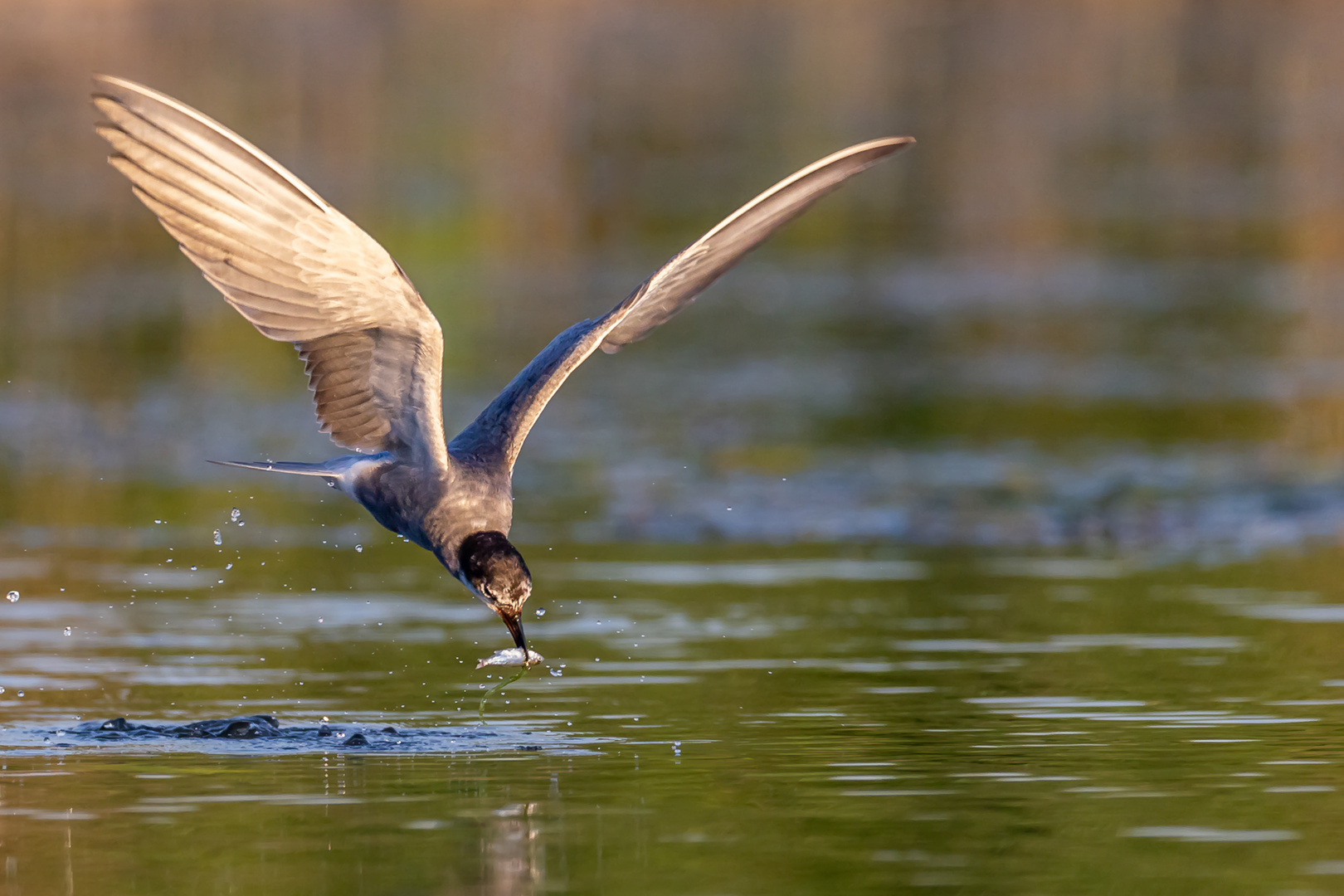 High-Speed-Fishing