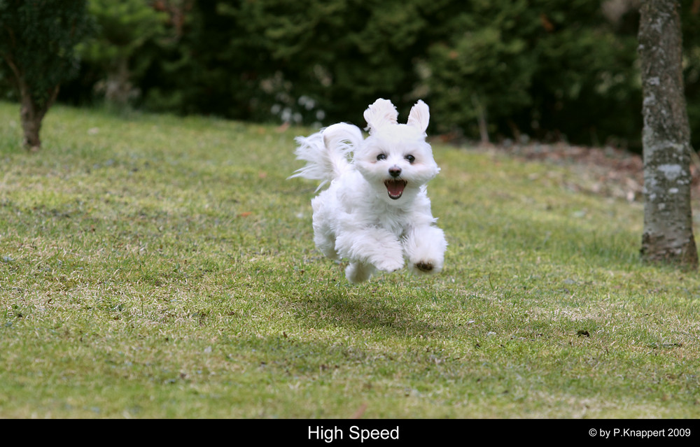 High - Speed ...ja ist den schon Ostern :-))