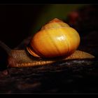 High Speed Schnecke