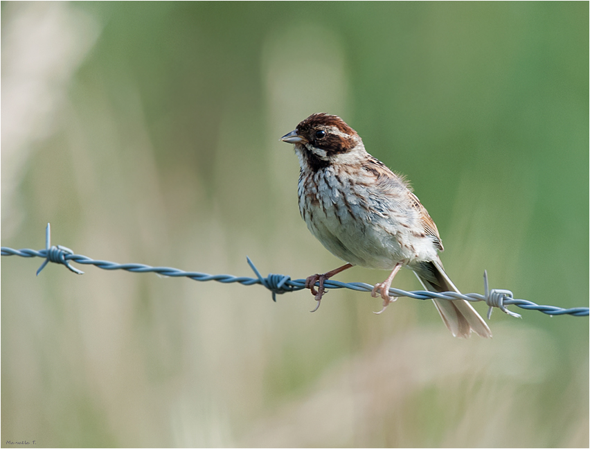 High-wire performer :-)