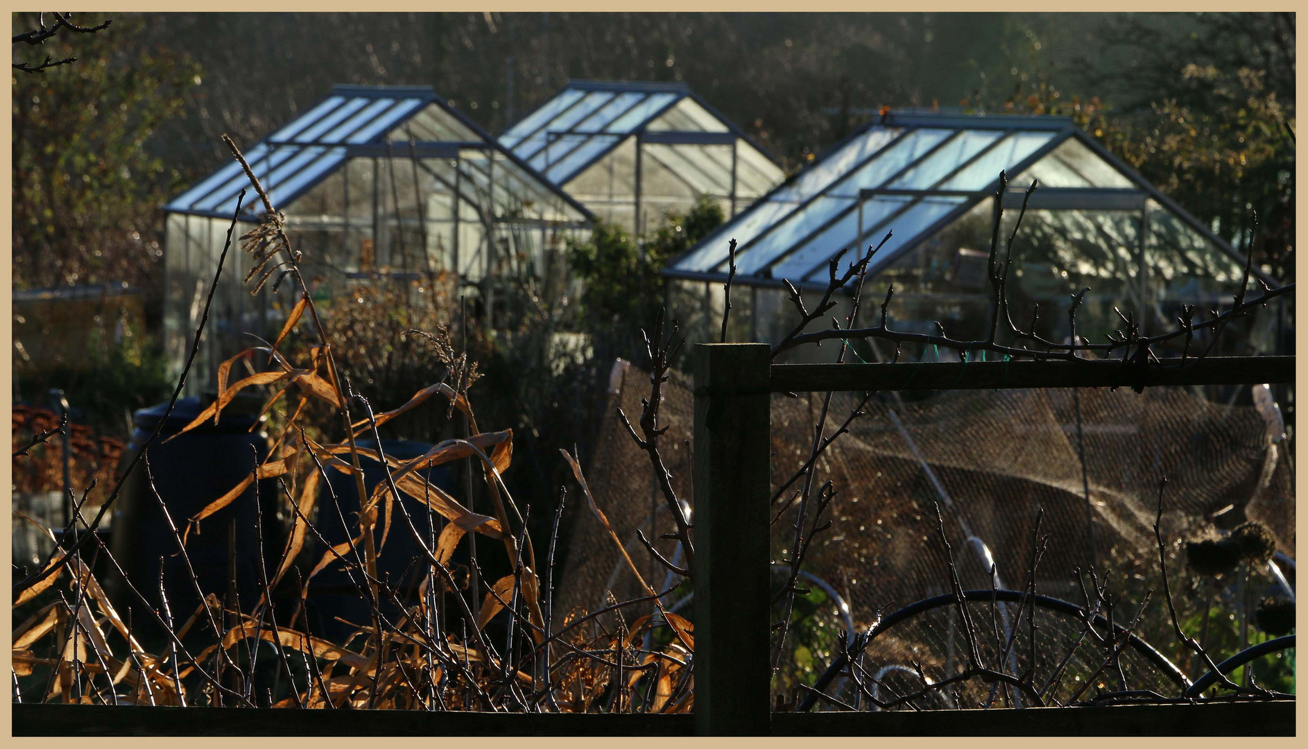 Highbury allotments in winter 5