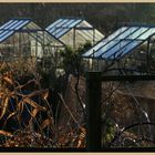 Highbury allotments in winter 5