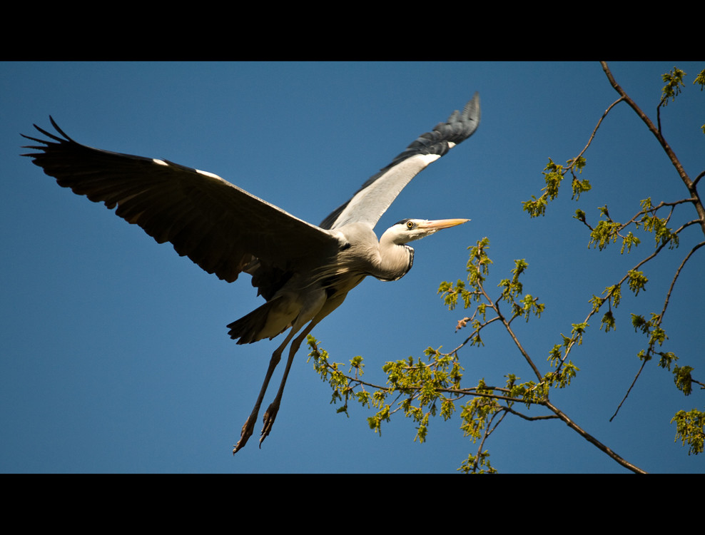 highflyer