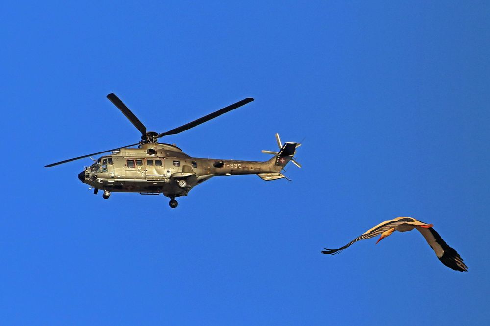 Highflyer meets Puma :-)