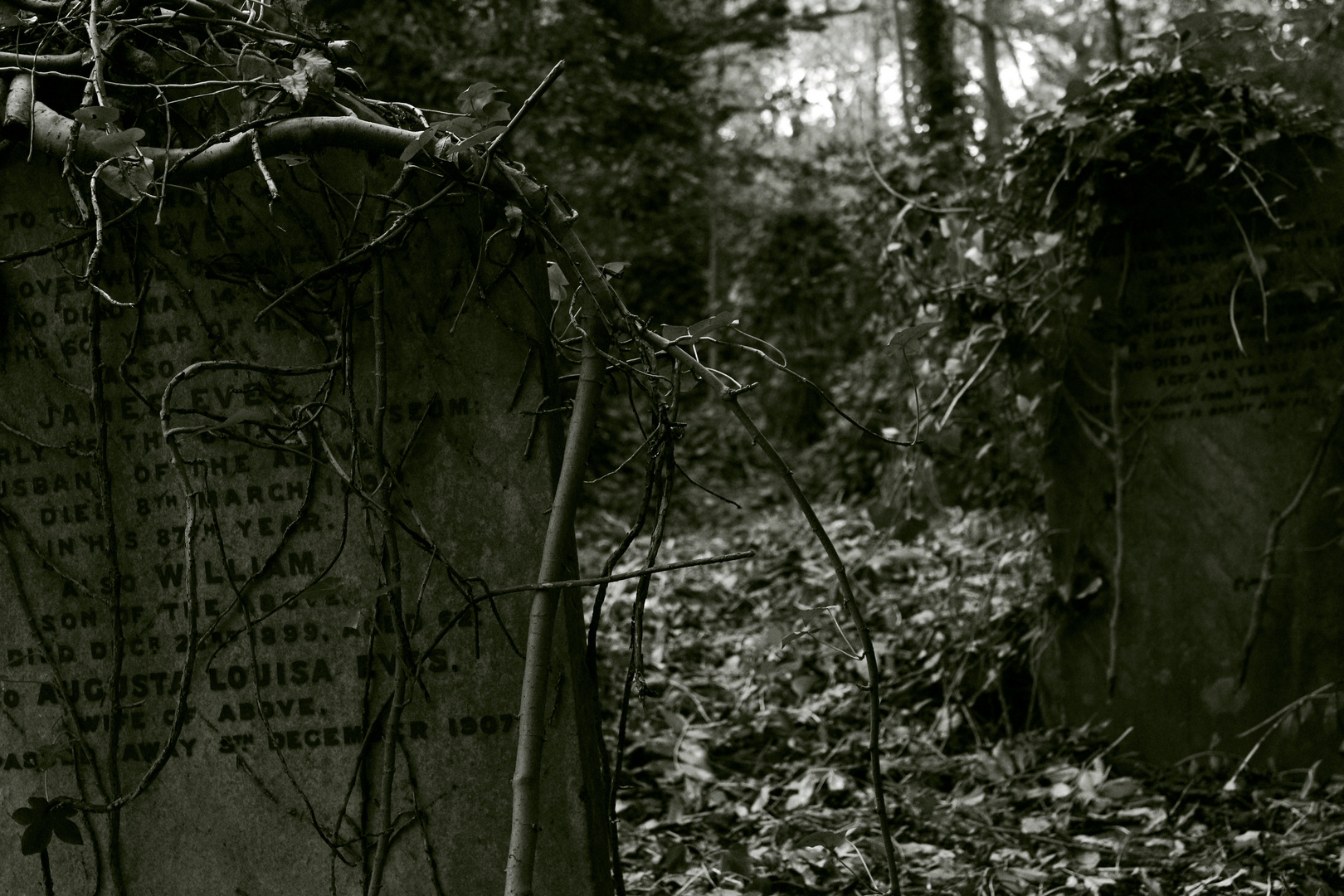 Highgate Cemetary London, verwachsener Grabstein