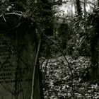 Highgate Cemetary London, verwachsener Grabstein