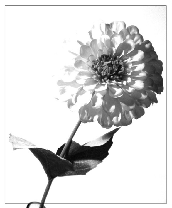 HighKey Blume von Jessica B.
