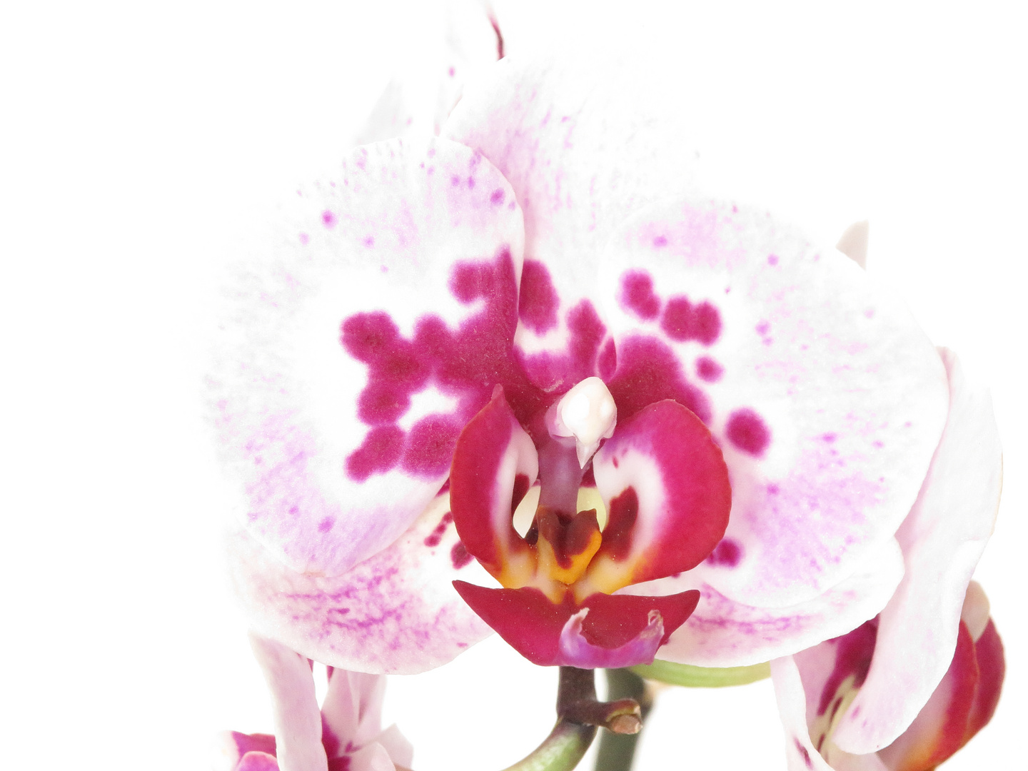 Highkey Orchidee