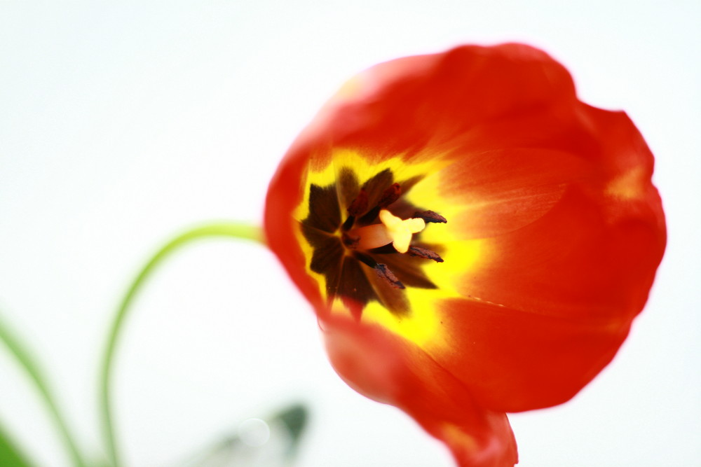 highkey tulip