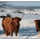 Highländer im Schnee