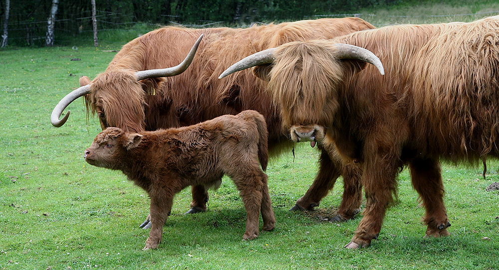 highländerfamily