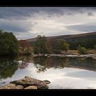 Highland Autumn Colors #4