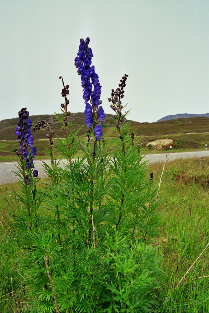 HIGHLAND BEAUTY