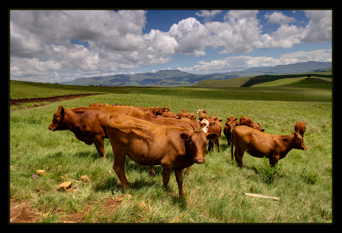 Highland Beef