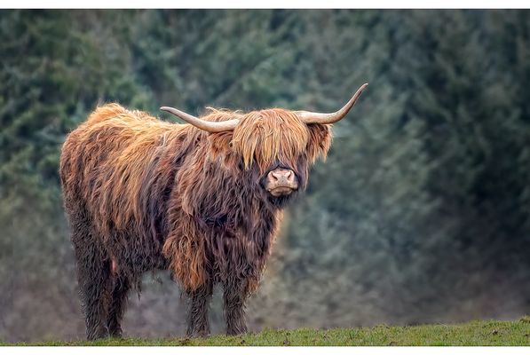 Highland Bull shows his pride