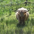 Highland Bulle