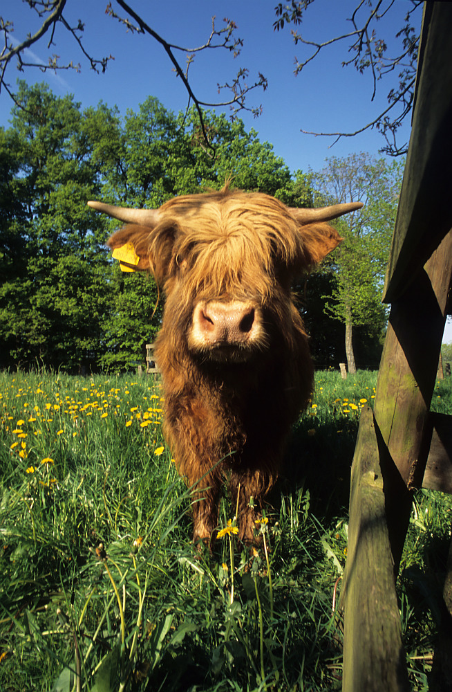 HIghland Cattle 01