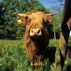 HIghland Cattle 01